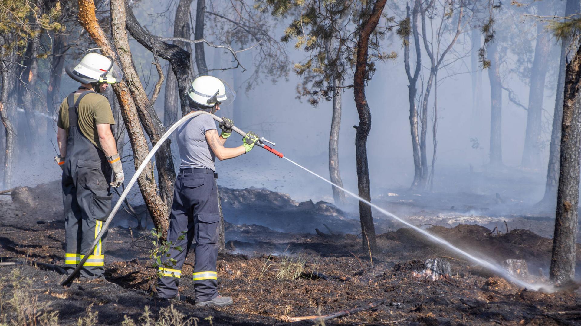 Verkohlte Bäume in der Gohrischheide, davor ein Feuerwehrmann und eine Feuerwehrfrau mit einem Wasserschlauch. Verkohlte Bäume in der Gohrischheide, davor ein Feuerwehrmann und eine Feuerwehrfrau mit einem Wasserschlauch.