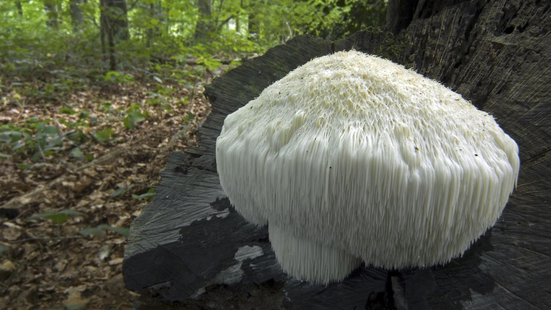 Ein fellig aussehender großer weißer Pilz mit herabhängenden weichen "Stacheln" auf einem Baumstamm