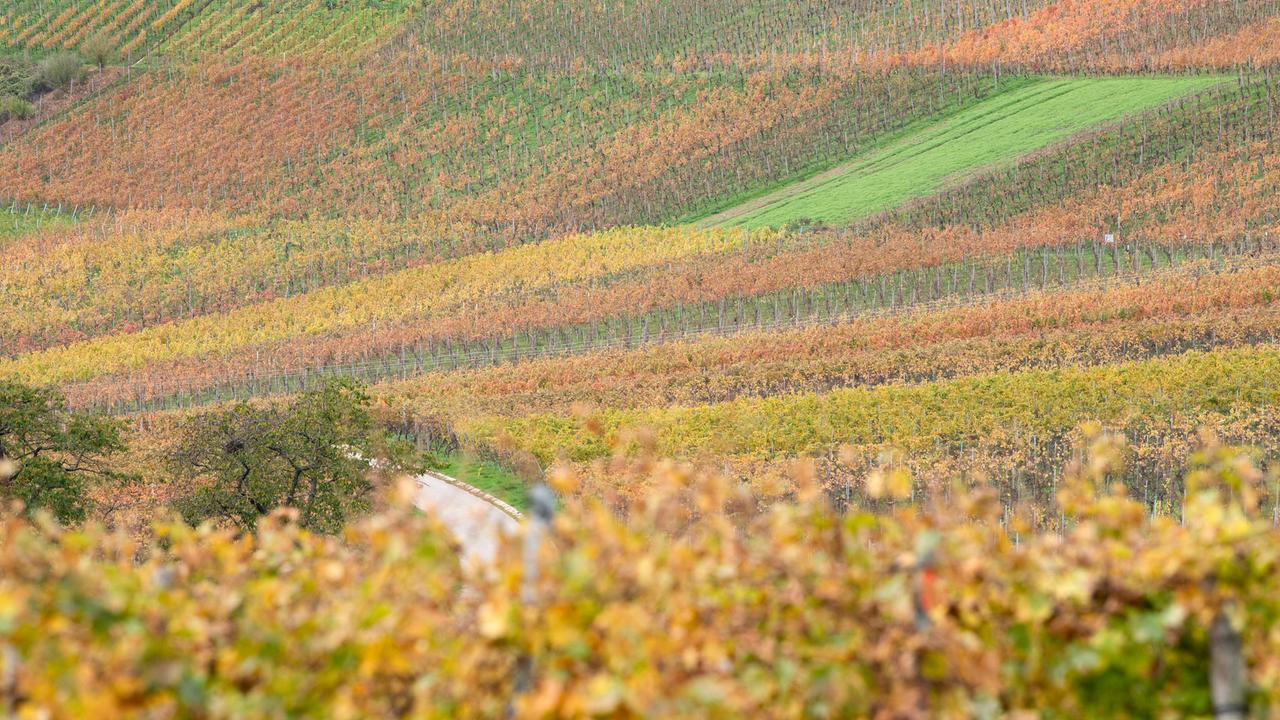 Wetter - Im Norden und Osten gebietsweise Regen, im Süden und Westen