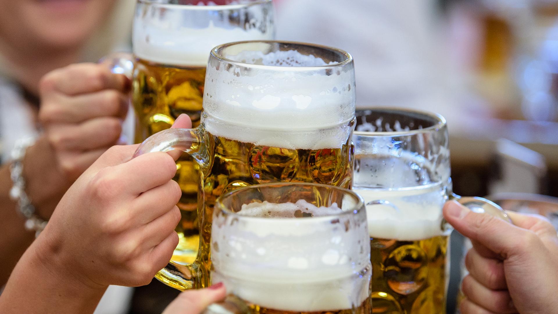 Biertrinken auf dem Oktoberfest - Anstoßen mit Maßkrügen.