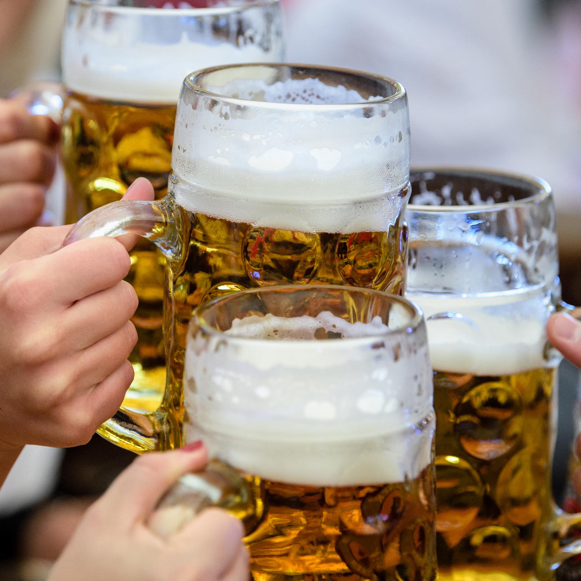 Biertrinken auf dem Oktoberfest - Anstoßen mit Maßkrügen.
