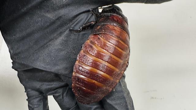 Eine große Kakerlake auf einer Hand. Die Hand steckt in einem schwarzen Gummihandschuh. 