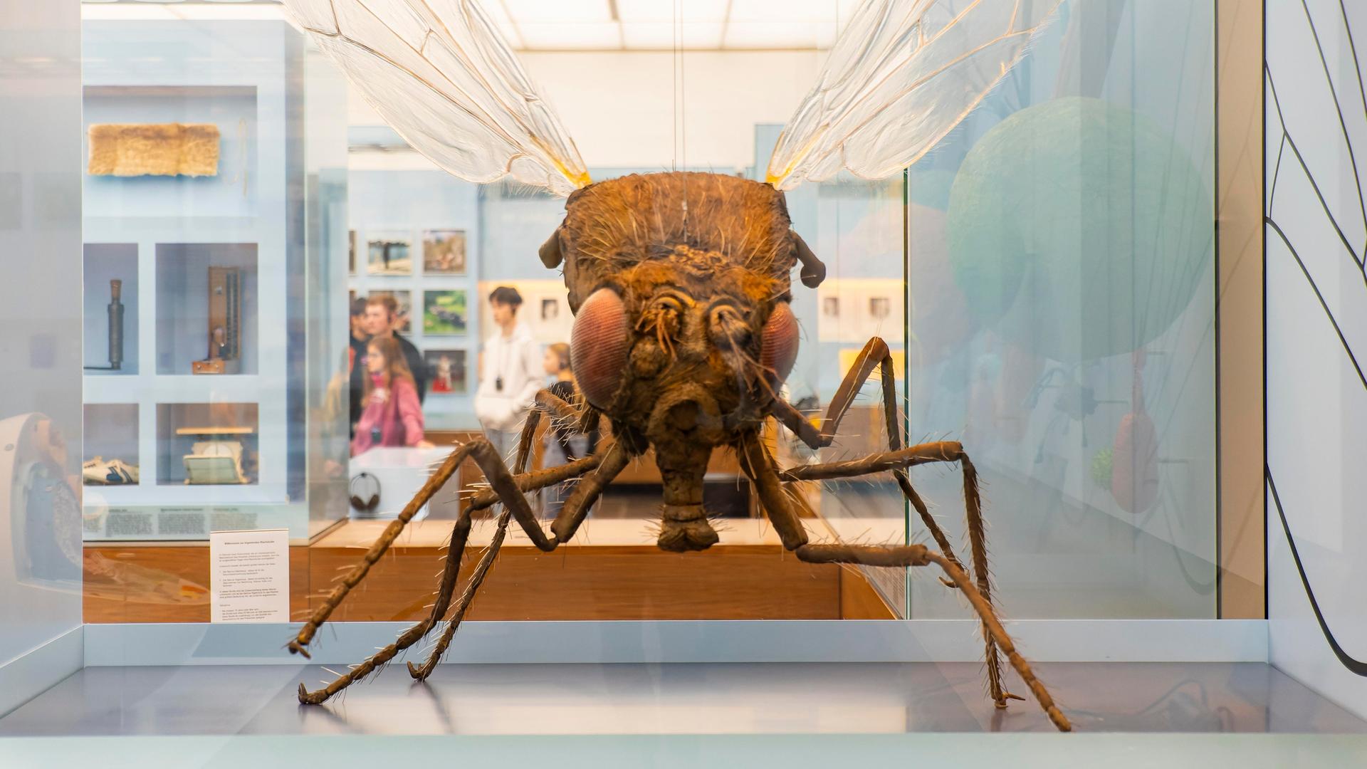 Das Modell einer Fruchtfliege in 500-facher Vergrößerung im Deutschen Hygiene-Museum in Dresden