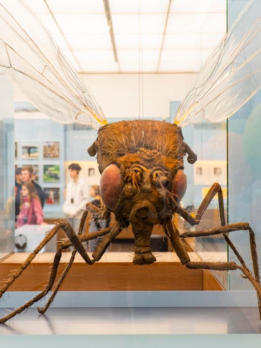 Das Modell einer Fruchtfliege in 500-facher Vergrößerung im Deutschen Hygiene-Museum in Dresden
