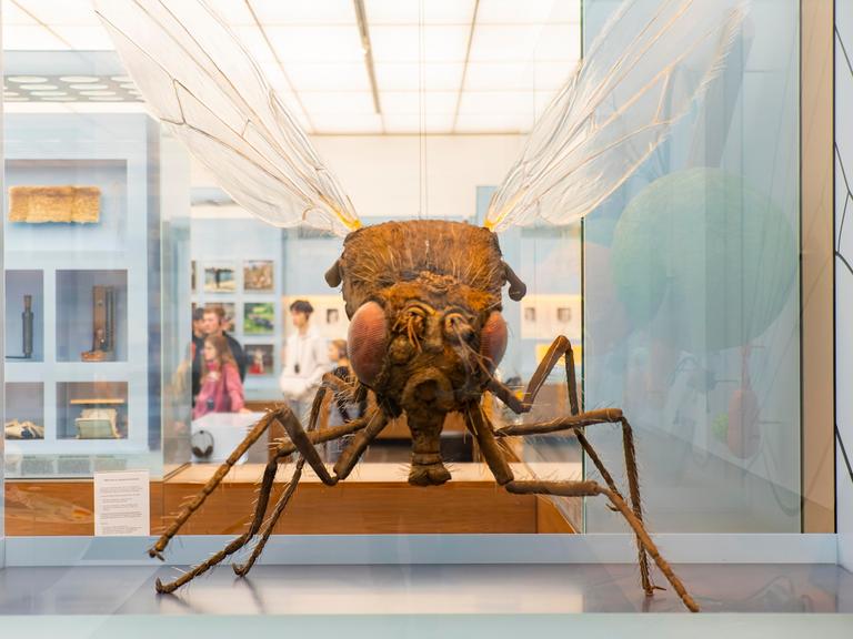 Das Modell einer Fruchtfliege in 500-facher Vergrößerung im Deutschen Hygiene-Museum in Dresden