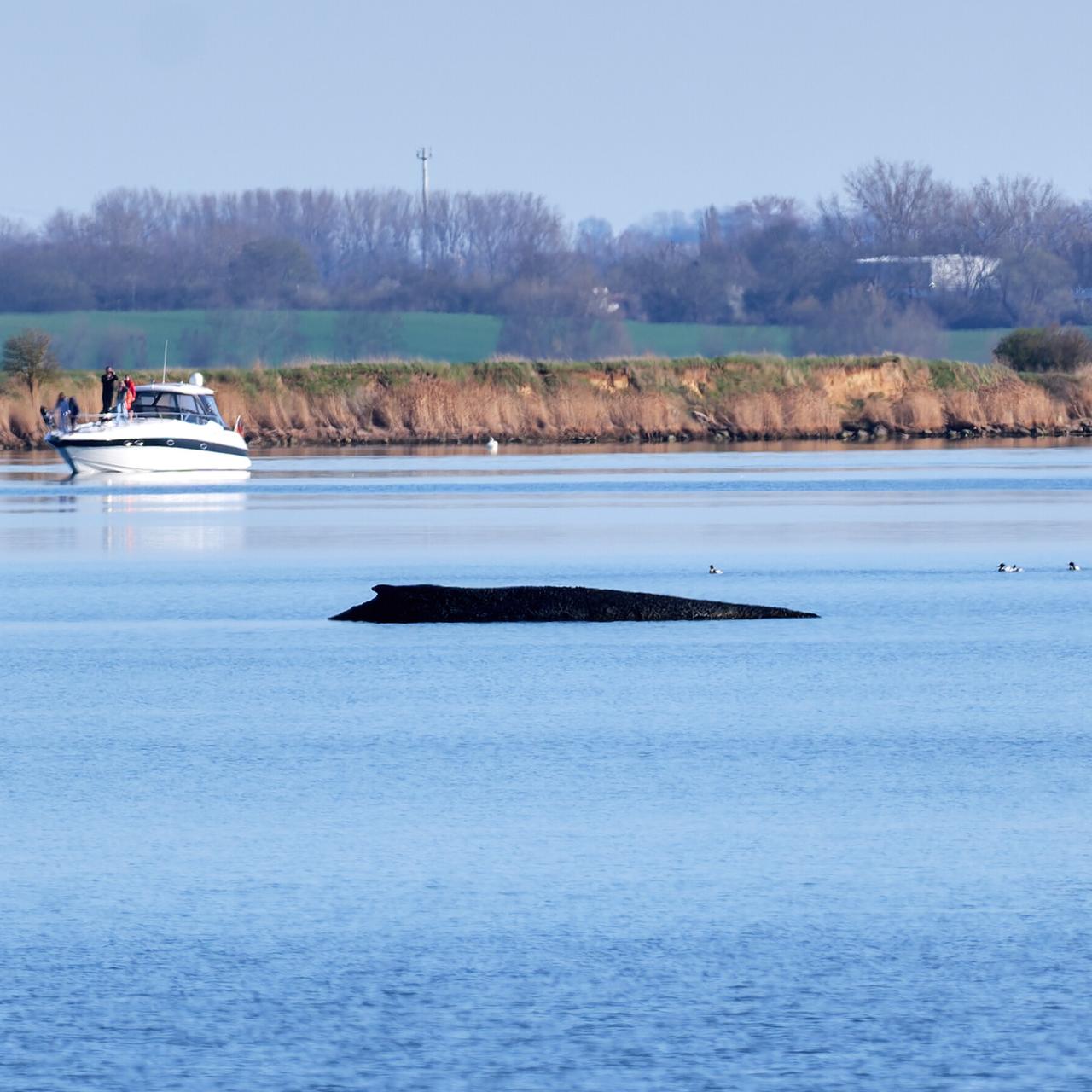 Gestrandeter Meeressäuger - Experten prüfen Rettung des Wals bei Wismar mit Katamaran
