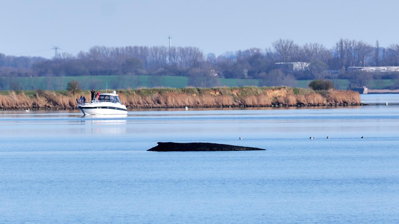 Rücken des Buckelwals ragt in einer Bucht aus dem Wasser. 
