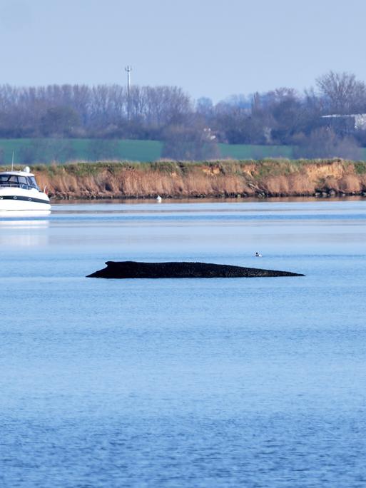 Rücken des Buckelwals ragt in einer Bucht aus dem Wasser. 