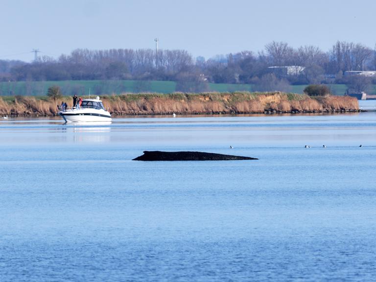 Rücken des Buckelwals ragt in einer Bucht aus dem Wasser. 