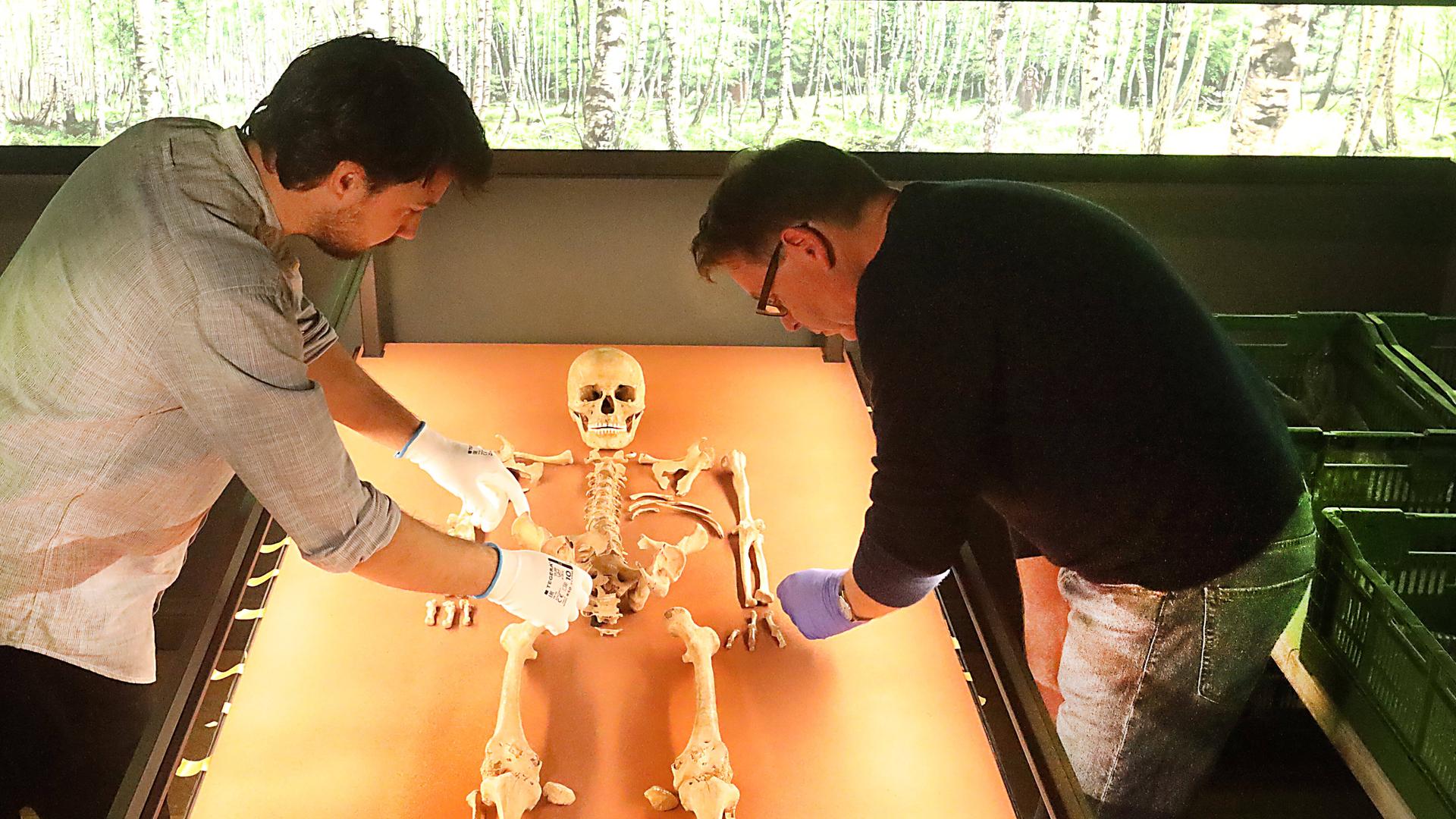 Die Museumsmitarbeiter Thomas Puttkammer und Paul Globig untersuchen das Skelett der Schamanin von Bad Dürrenberg. Es liegt auf einem Tisch, der von unten angeleuchtet wird. Beide tragen Gummihandschuhe. 
