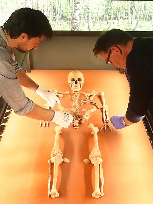 Die Museumsmitarbeiter Thomas Puttkammer und Paul Globig untersuchen das Skelett der Schamanin von Bad Dürrenberg. Es liegt auf einem Tisch, der von unten angeleuchtet wird. Beide tragen Gummihandschuhe. 