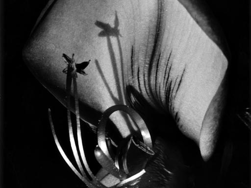 Nahaufnahme einer Besenginsterblüte: Die Staubblätter werfen einen Schatten auf die Innenfläche eines Blütenblatts (Schwarz-weiß-Fotografie).