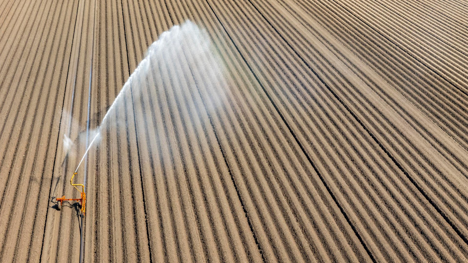 Auf einem flachen Acker sprüht eine Beregnungsanlage in großen Bögen Wasser über das Feld. Es handelt sich um einen Kartoffelacker in einer ländlichen Region am Niederrhein.