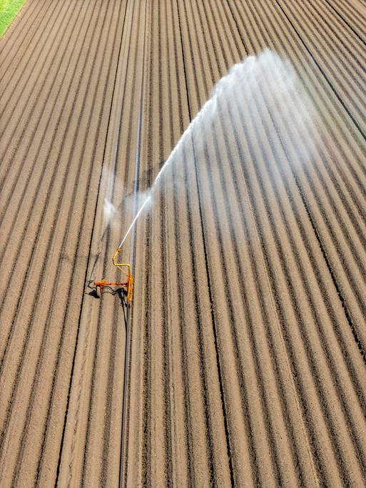 Auf einem flachen Acker sprüht eine Beregnungsanlage in großen Bögen Wasser über das Feld. Es handelt sich um einen Kartoffelacker in einer ländlichen Region am Niederrhein.