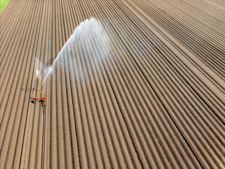 Auf einem flachen Acker sprüht eine Beregnungsanlage in großen Bögen Wasser über das Feld. Es handelt sich um einen Kartoffelacker in einer ländlichen Region am Niederrhein.