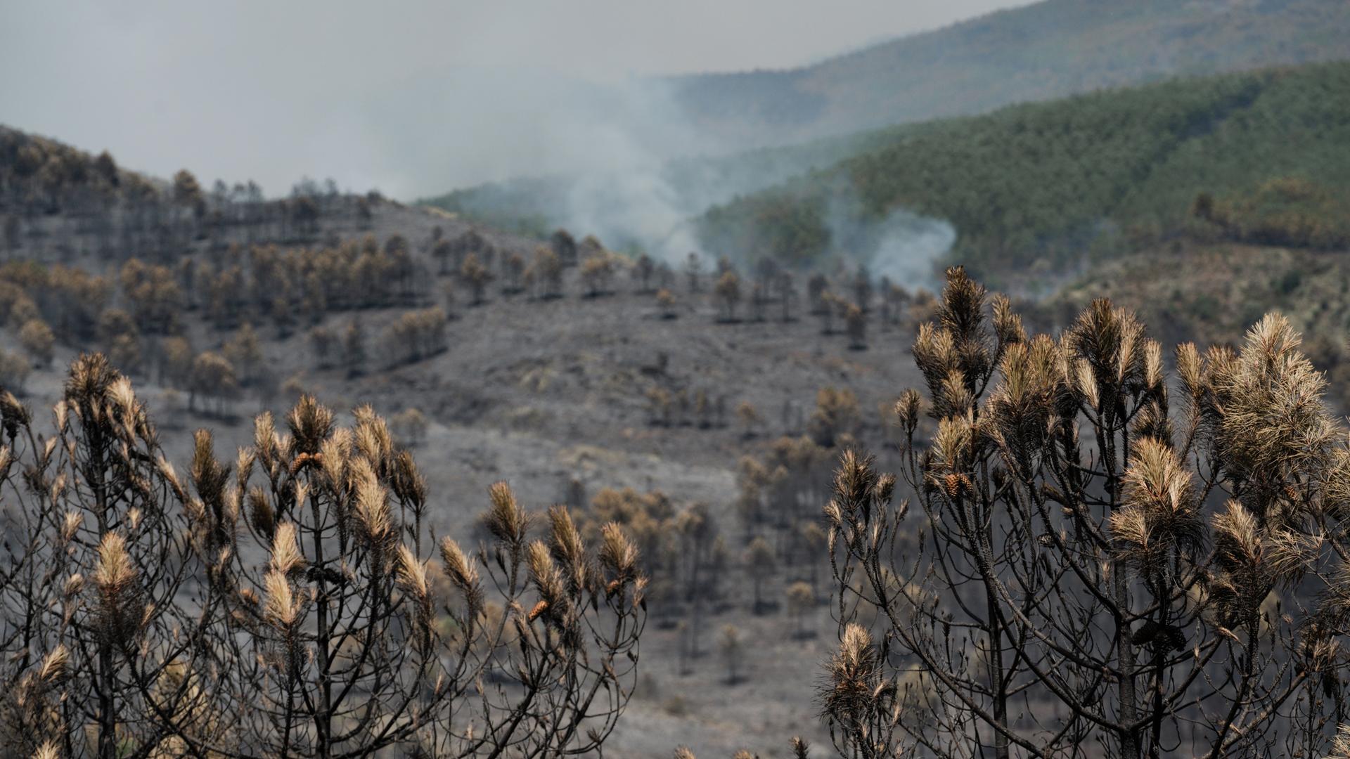 Vom Brand zerstörte Waldfläche im spanischen La Mierla nordöstlich von Madrid. Vom Brand zerstörte Waldfläche im spanischen La Mierla nordöstlich von Madrid.