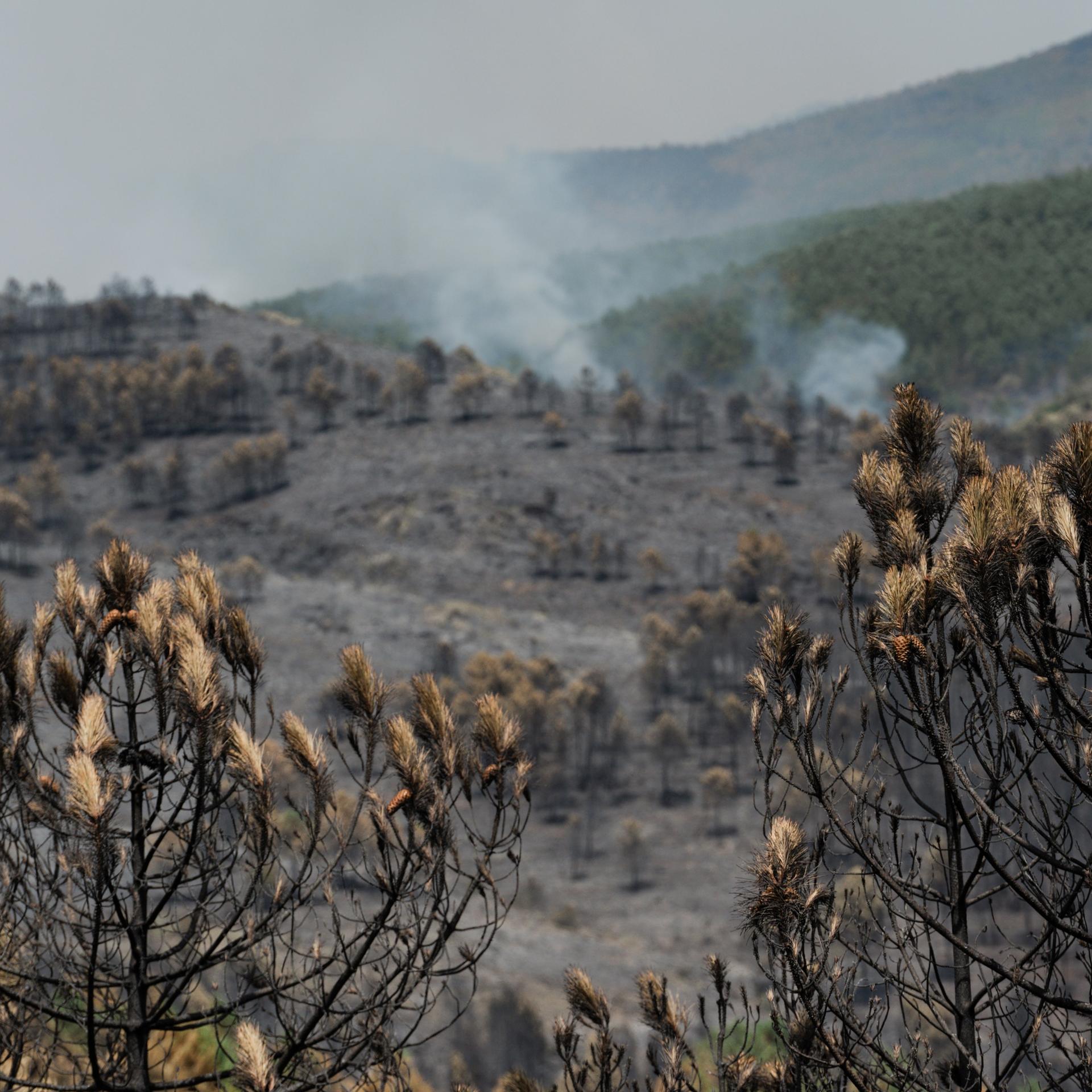 Vom Brand zerstörte Waldfläche im spanischen La Mierla nordöstlich von Madrid.