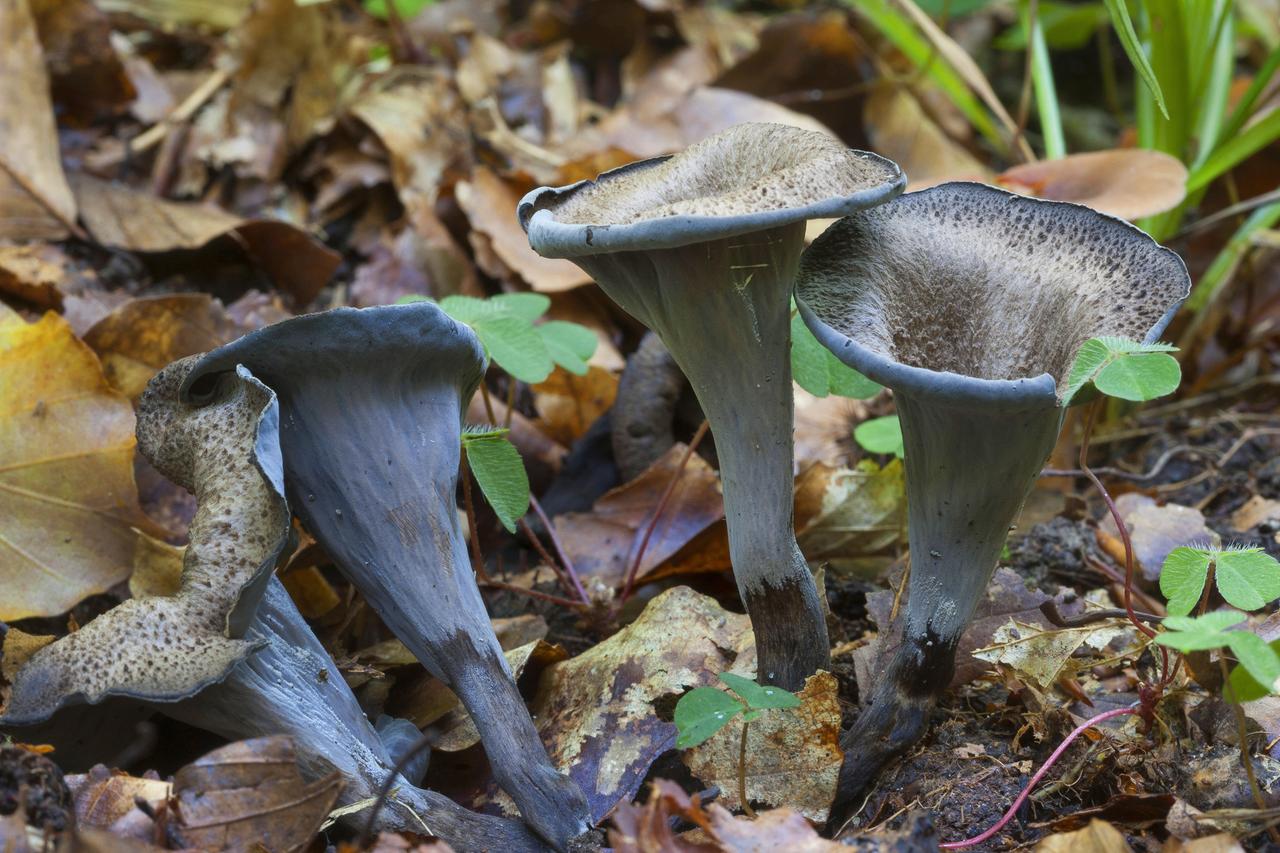 Schwarze, becherförmige Pilze im Wald: Totentrompeten