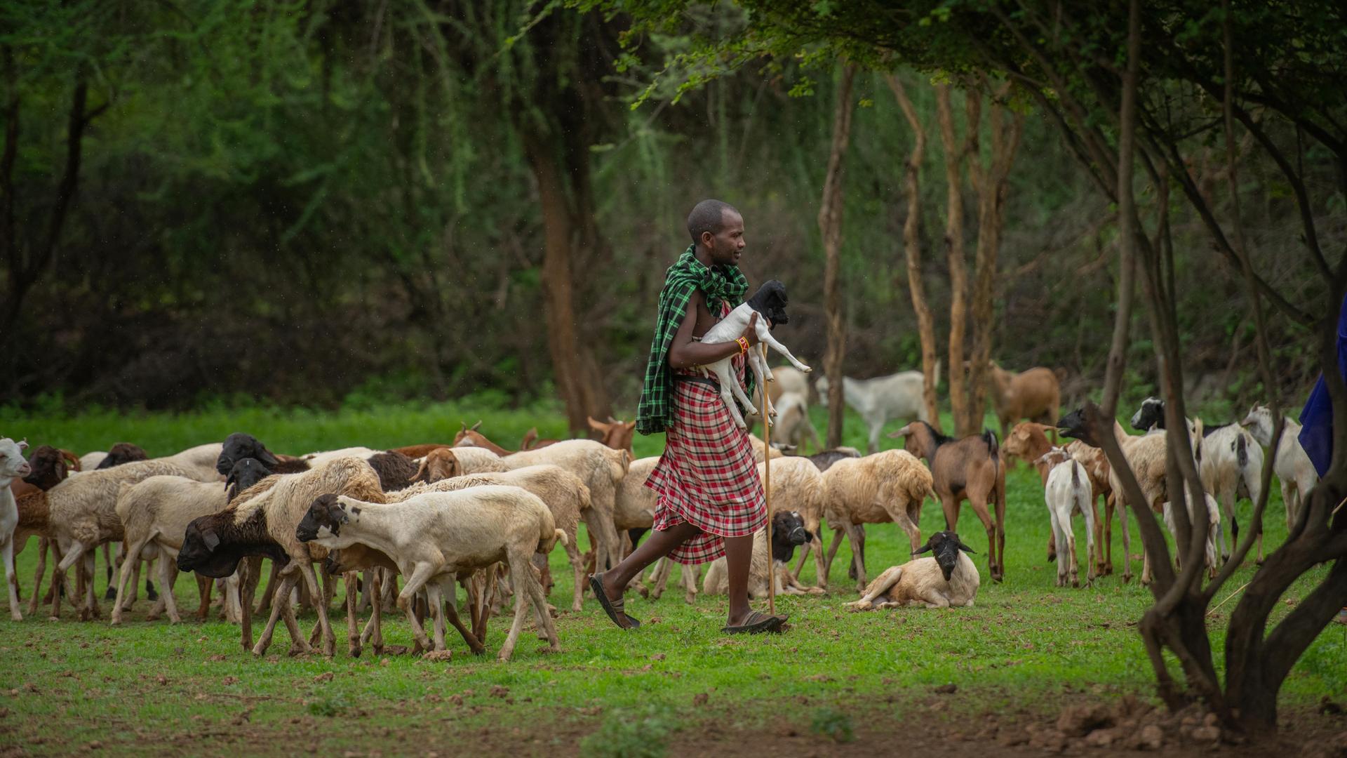 Ein Mitglied des Massai-Stammes in Arusha, Tansania. Er trägt bunte traditionelle Kleidung und trägt eine kleine Ziege auf dem Arm und ist umgeben von seiner Ziegenherde.