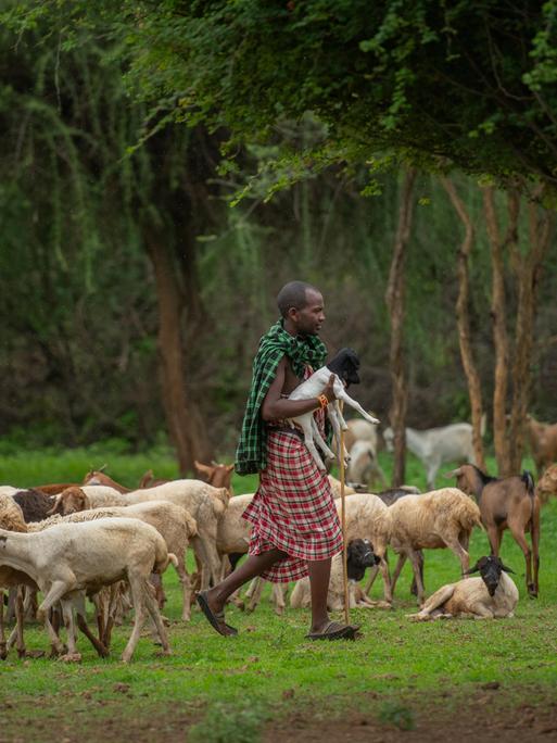 Ein Mitglied des Massai-Stammes in Arusha, Tansania. Er trägt bunte traditionelle Kleidung und trägt eine kleine Ziege auf dem Arm und ist umgeben von seiner Ziegenherde.
