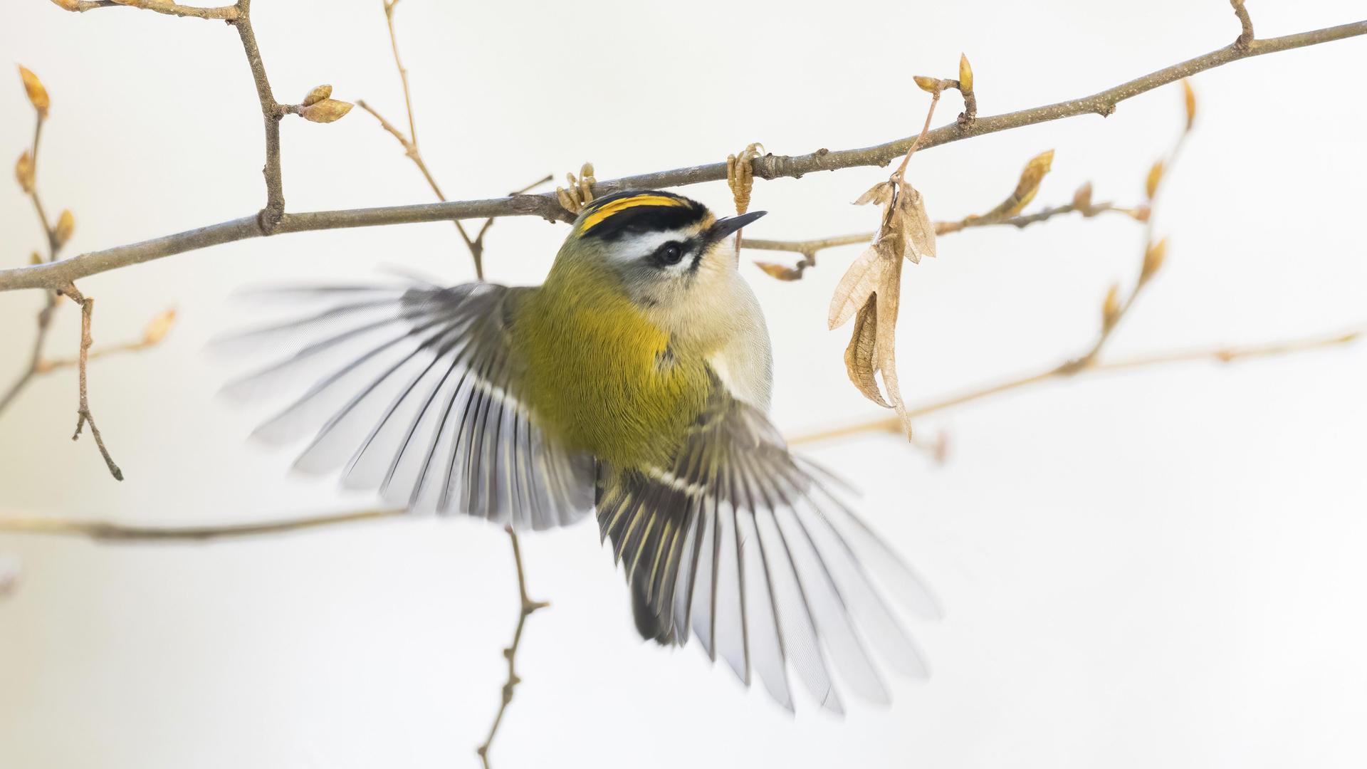 Ein Wintergoldhähnchen (Regulus regulus) in Flugbewegung an einem dünnen Zweig, Hessen, Deutschland