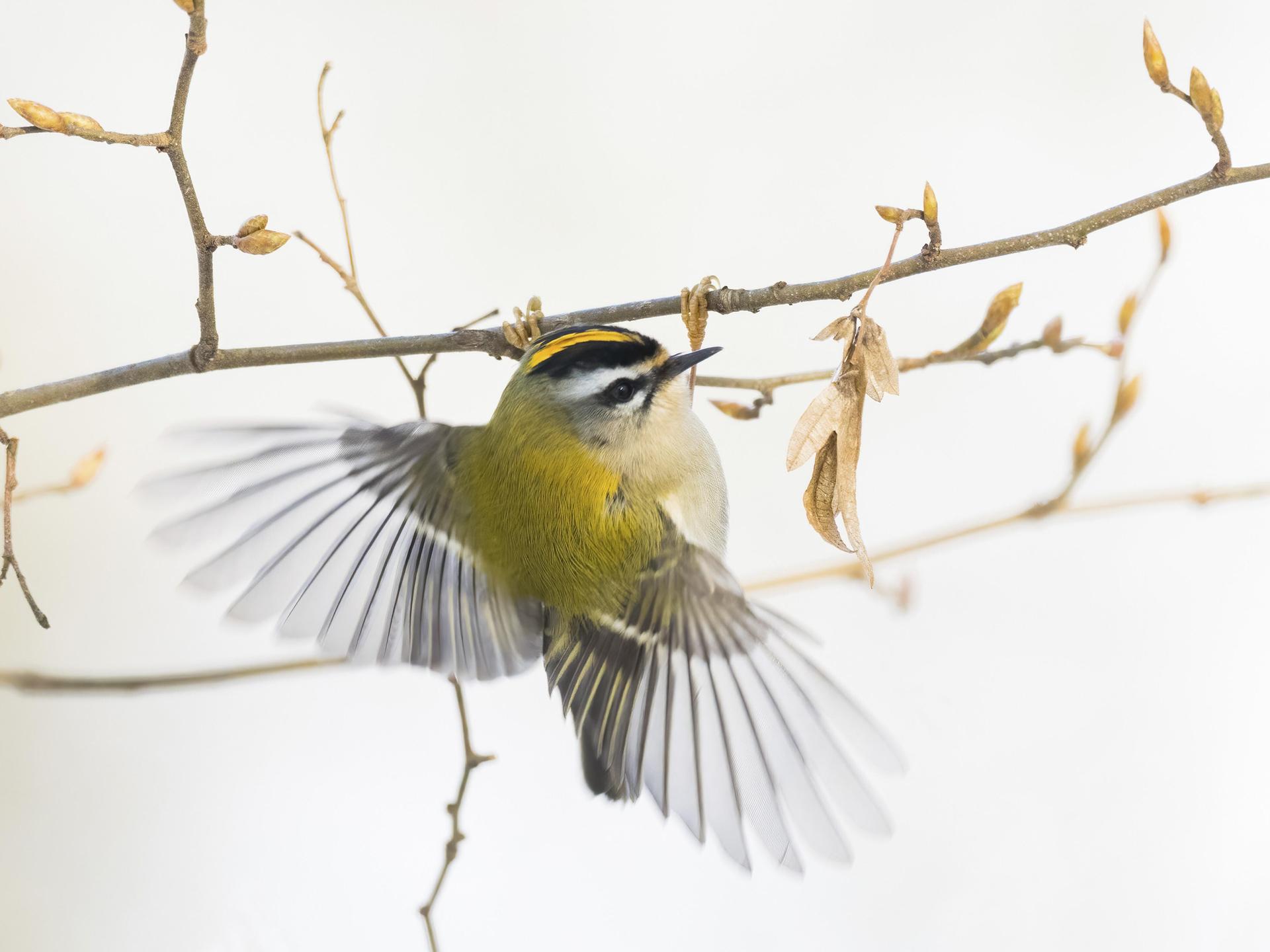 Ein Wintergoldhähnchen (Regulus regulus) in Flugbewegung an einem dünnen Zweig, Hessen, Deutschland
