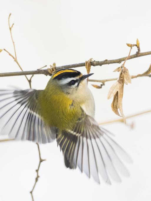Ein Wintergoldhähnchen (Regulus regulus) in Flugbewegung an einem dünnen Zweig, Hessen, Deutschland