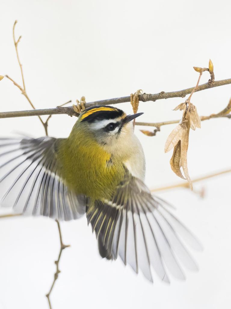 Ein Wintergoldhähnchen (Regulus regulus) in Flugbewegung an einem dünnen Zweig, Hessen, Deutschland