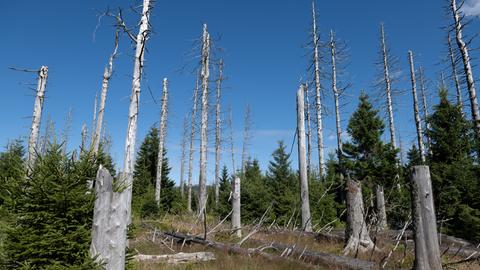Blick auf abgestorbene Fichten am Brockenfeldmoor bei Torfhaus im Harz
