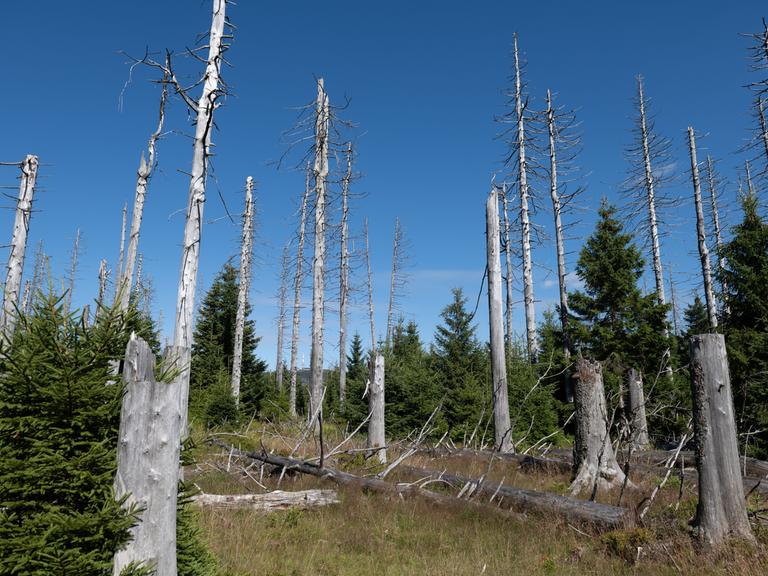 Tote Nadel-Bäume stehen im Harz. Dazwischen wachsen kleine gesunde Nadel-Bäume.