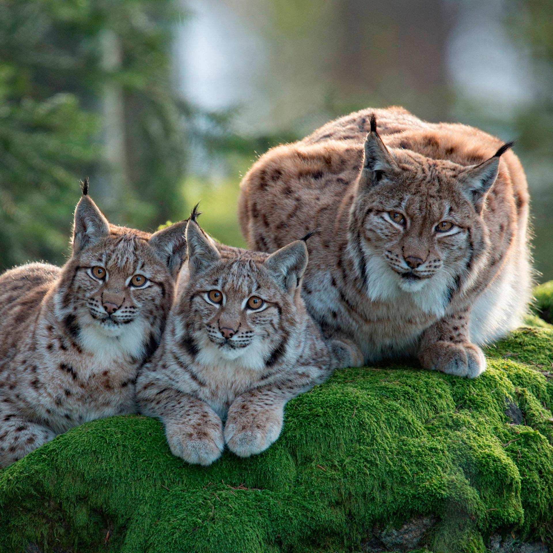 Harz - Zwischenbilanz: Erfolgreiche Wiederansiedlung des Luchses - rund 90 Tiere ermittelt