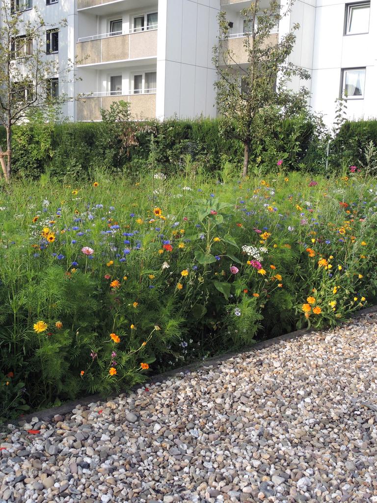 Eine bunte Blumenwiese an einer Wohnsiedlung