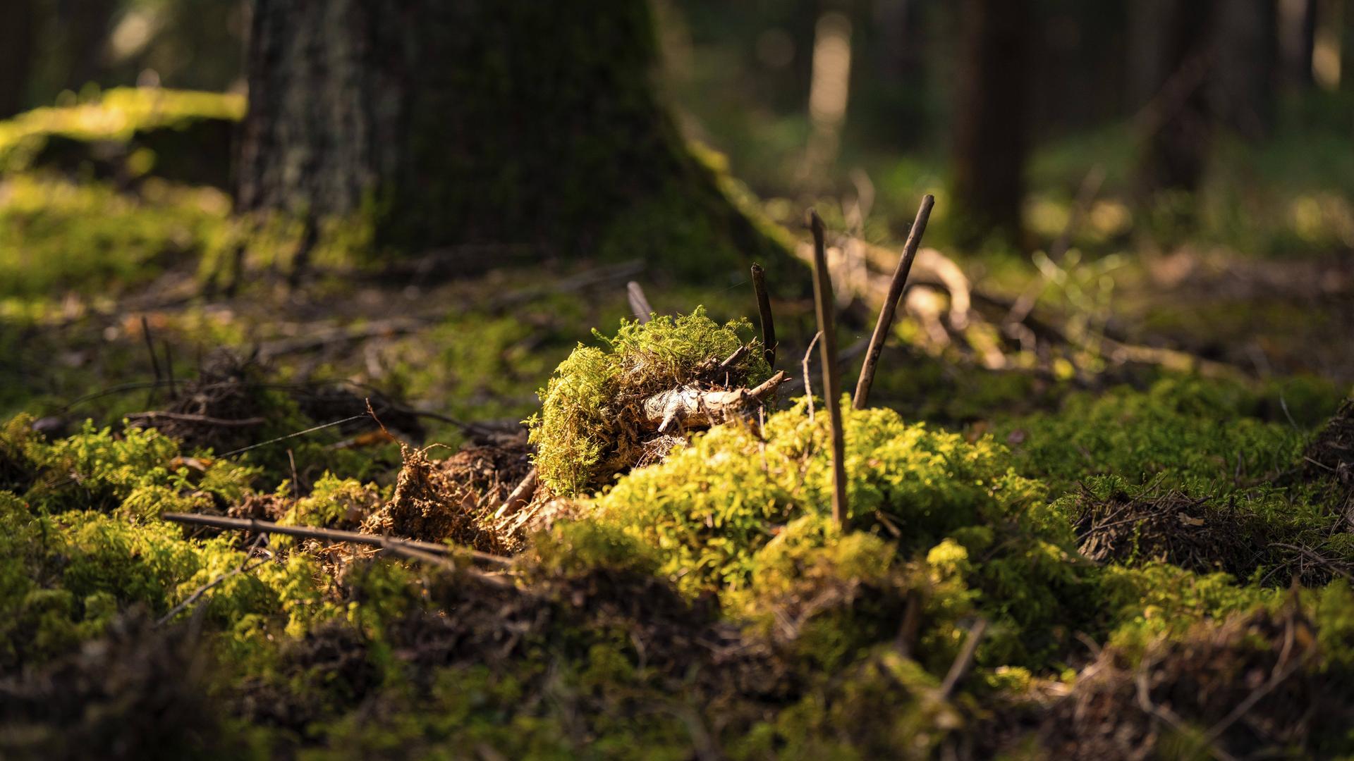 Moosiger Waldboden im Sonnenlicht Moosiger Waldboden im Sonnenlicht