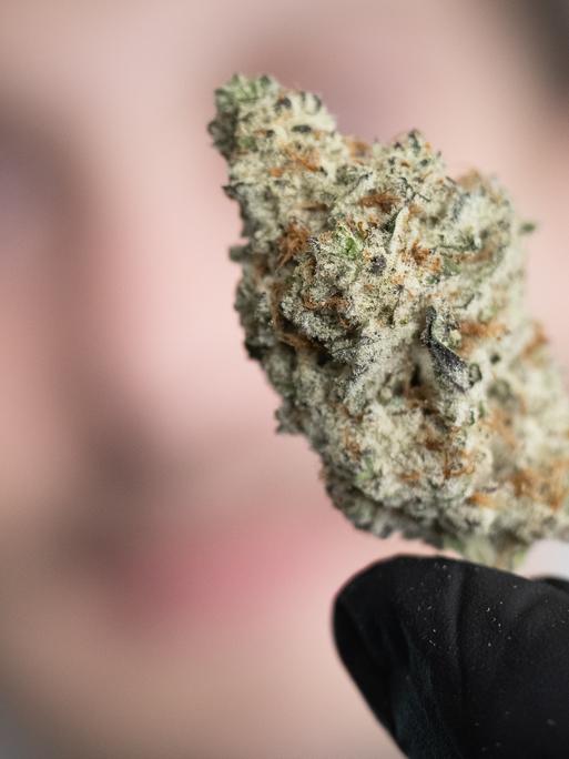 Eine getrocknete Cannabis-Blüte in der Hand eines Mitarbeiters des „Cannabis Social Club Rhoihesse“. Die Anbauvereinigung bezieht ihr Gras aus eigener Anzucht und gibt es ausschließlich an Mitglieder ab.