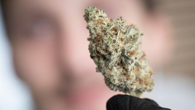Eine getrocknete Cannabis-Blüte in der Hand eines Mitarbeiters des „Cannabis Social Club Rhoihesse“. Die Anbauvereinigung bezieht ihr Gras aus eigener Anzucht und gibt es ausschließlich an Mitglieder ab.