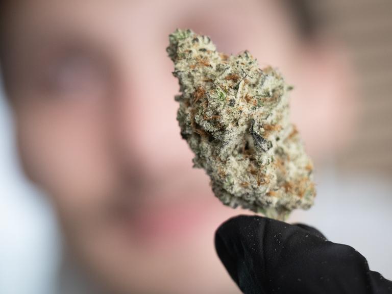 Eine getrocknete Cannabis-Blüte in der Hand eines Mitarbeiters des „Cannabis Social Club Rhoihesse“. Die Anbauvereinigung bezieht ihr Gras aus eigener Anzucht und gibt es ausschließlich an Mitglieder ab.