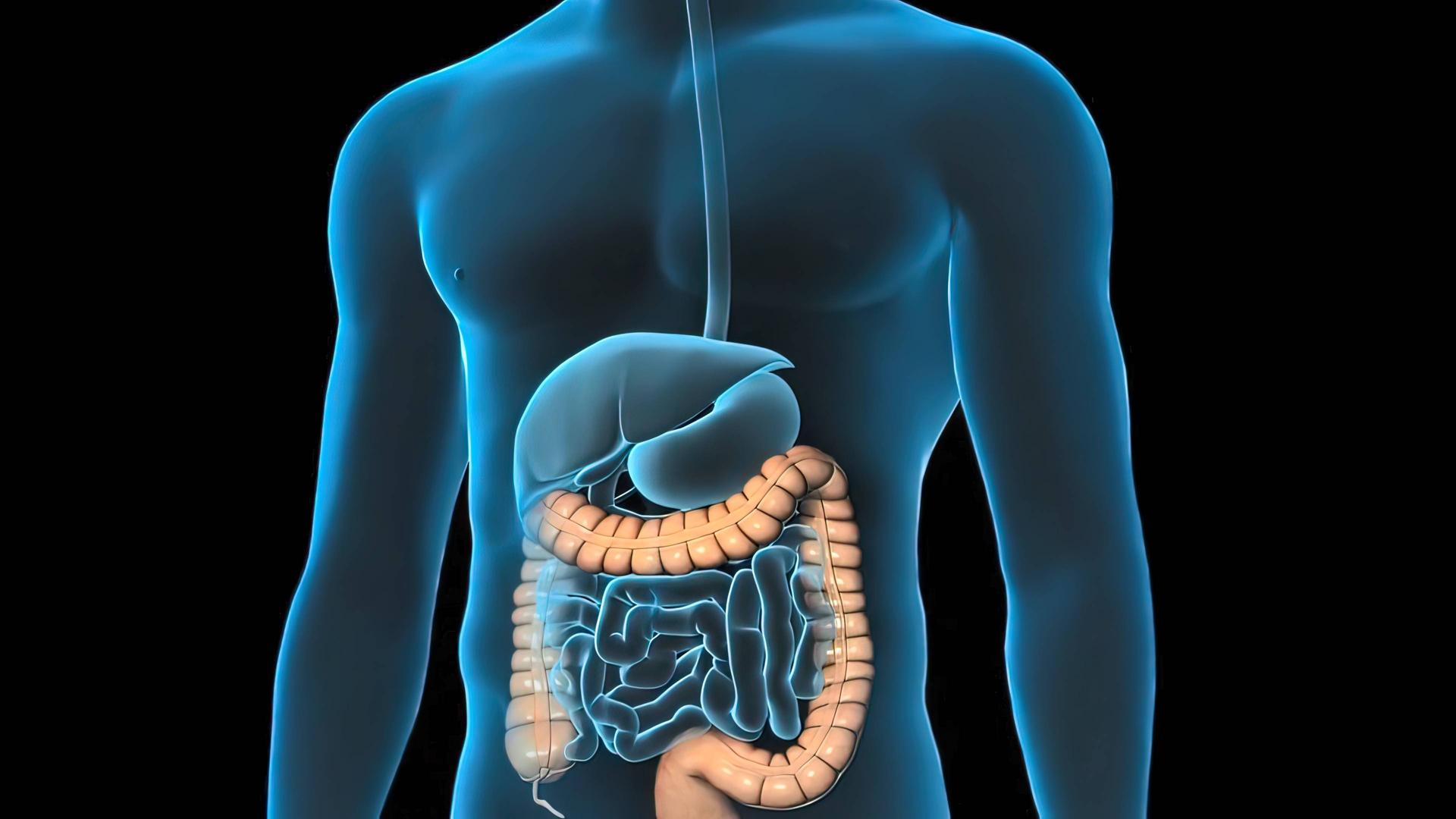 Eine 3D-Aufnahme eines Mannes. Magen und Darm sind farblich markiert.