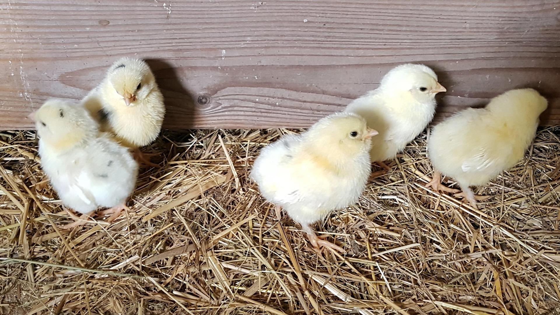 Mehrere Hühnerküken in einem Stall, der mit Stroh ausgelegt ist. Mehrere Hühnerküken in einem Stall, der mit Stroh ausgelegt ist.