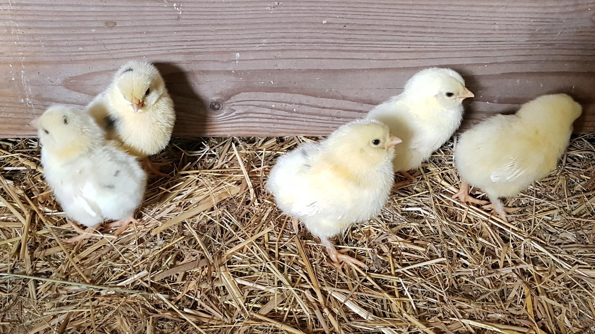 Mehrere Hühnerküken in einem Stall, der mit Stroh ausgelegt ist. 