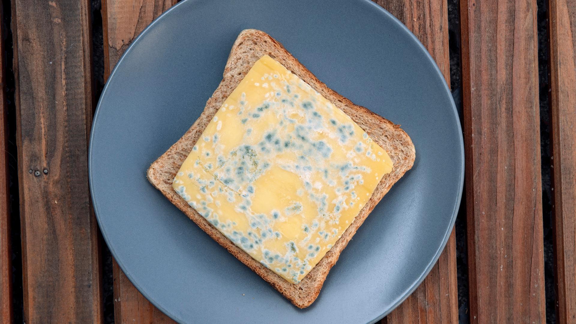 Eine Scheibe verschimmelter Käse auf Toast auf einem Teller.