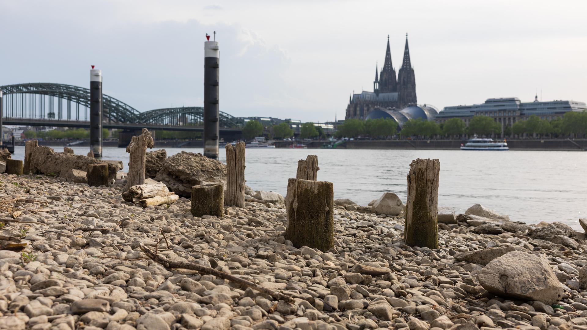 Niedrigwasser am Rhein in Köln-Deutz: Bei einem Rheinpegel von 148 cm am Pegel Köln sind am rechtsrheinischen Ufer Kiesflächen und alte Holzpfähle freigelegt. Im Hintergrund sind der Kölner Dom und die Hohenzollernbrücke zu sehen.
