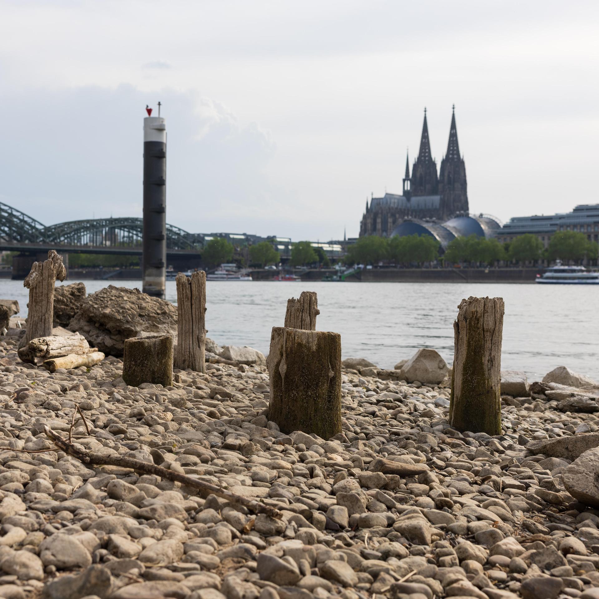 Niedrigwasser am Rhein in Köln-Deutz: Bei einem Rheinpegel von 148 cm am Pegel Köln sind am rechtsrheinischen Ufer Kiesflächen und alte Holzpfähle freigelegt. Im Hintergrund sind der Kölner Dom und die Hohenzollernbrücke zu sehen.