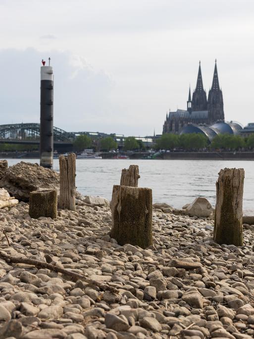 Niedrigwasser am Rhein in Köln-Deutz: Bei einem Rheinpegel von 148 cm am Pegel Köln sind am rechtsrheinischen Ufer Kiesflächen und alte Holzpfähle freigelegt. Im Hintergrund sind der Kölner Dom und die Hohenzollernbrücke zu sehen. Niedrigwasser am Rhein in Köln-Deutz: Bei einem Rheinpegel von 148 cm am Pegel Köln sind am rechtsrheinischen Ufer Kiesflächen und alte Holzpfähle freigelegt. Im Hintergrund sind der Kölner Dom und die Hohenzollernbrücke zu sehen.