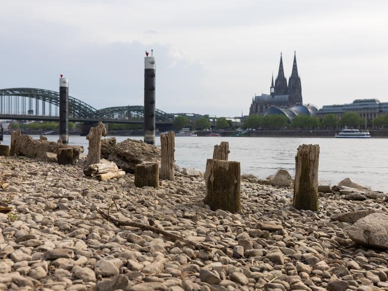 Niedrigwasser am Rhein in Köln-Deutz: Bei einem Rheinpegel von 148 cm am Pegel Köln sind am rechtsrheinischen Ufer Kiesflächen und alte Holzpfähle freigelegt. Im Hintergrund sind der Kölner Dom und die Hohenzollernbrücke zu sehen. Niedrigwasser am Rhein in Köln-Deutz: Bei einem Rheinpegel von 148 cm am Pegel Köln sind am rechtsrheinischen Ufer Kiesflächen und alte Holzpfähle freigelegt. Im Hintergrund sind der Kölner Dom und die Hohenzollernbrücke zu sehen.