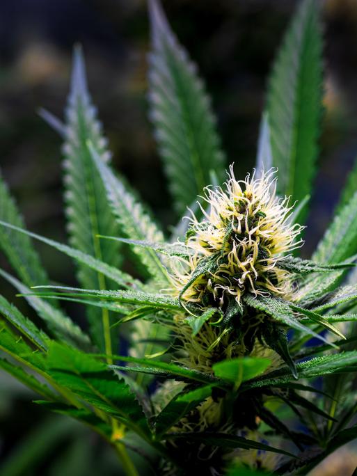 Nahaufnahme eine Cannabispflanze