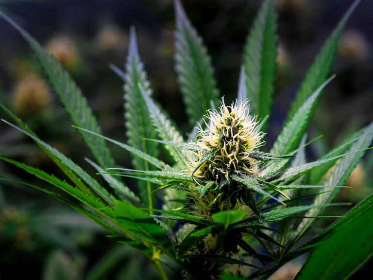 Nahaufnahme eine Cannabispflanze