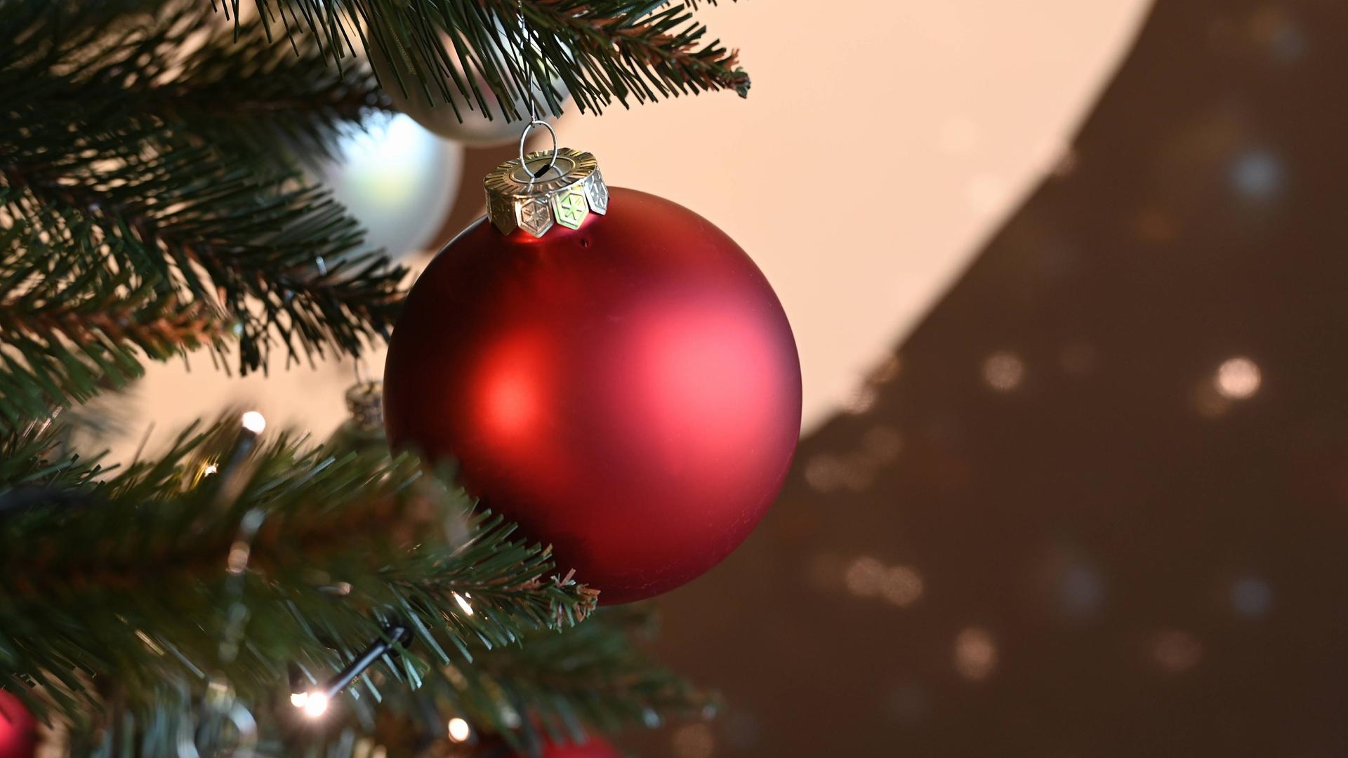 rote Weihnachtskugel hängt an einem Zweig am Weihnachtsbaum *** red Christmas bauble hanging from a branch on the Christmas tree