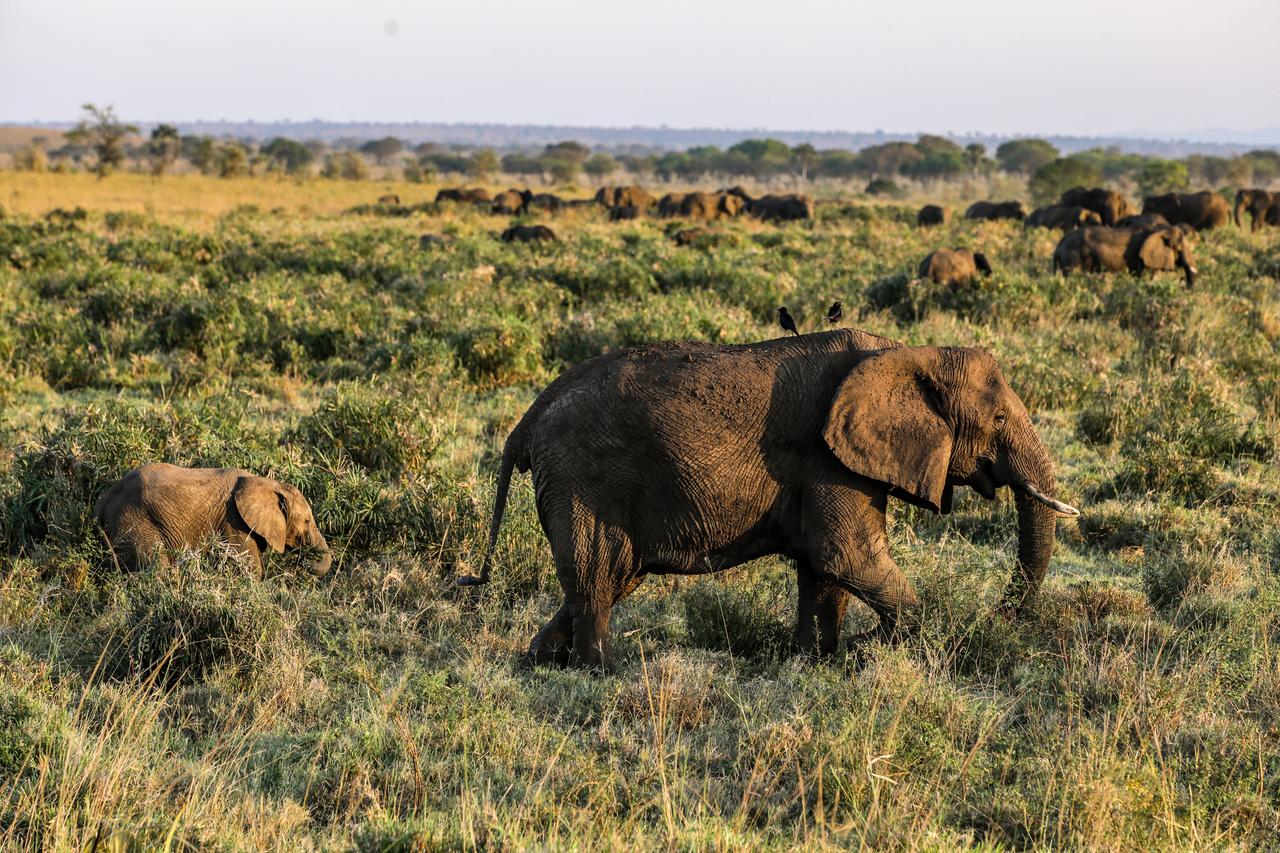 Elefanten laufen in einer Herde durch die Steppe (Kidepo National Park in Uganda).