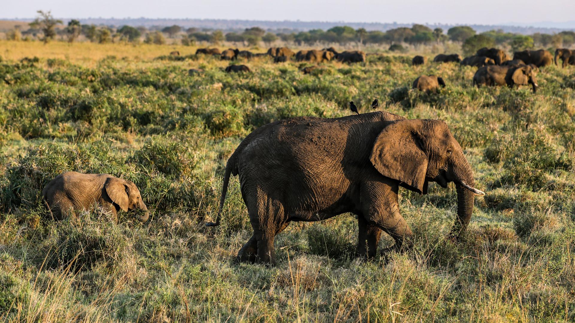 Elefanten laufen in einer Herde durch die Steppe Elefanten laufen in einer Herde durch die Steppe