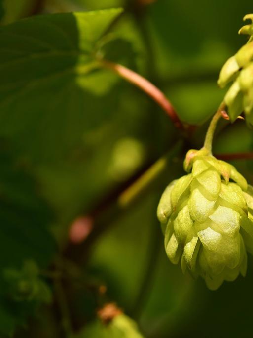 Hopfen mit reifen Zapfen. 